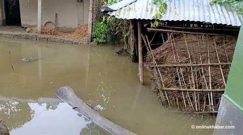 सप्तरीमा बाढीले ५०० घर डुबानमा, दुई हजारभन्दा बढी परिवार प्रभावित