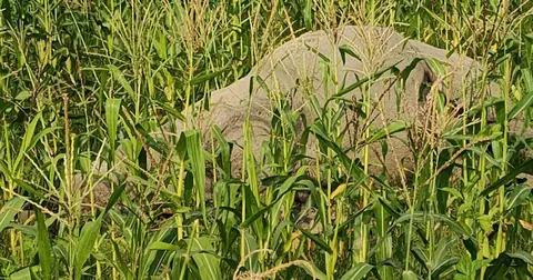 बाढीले बगाएको गैँडा चितवनबाट सुस्ता पुग्यो