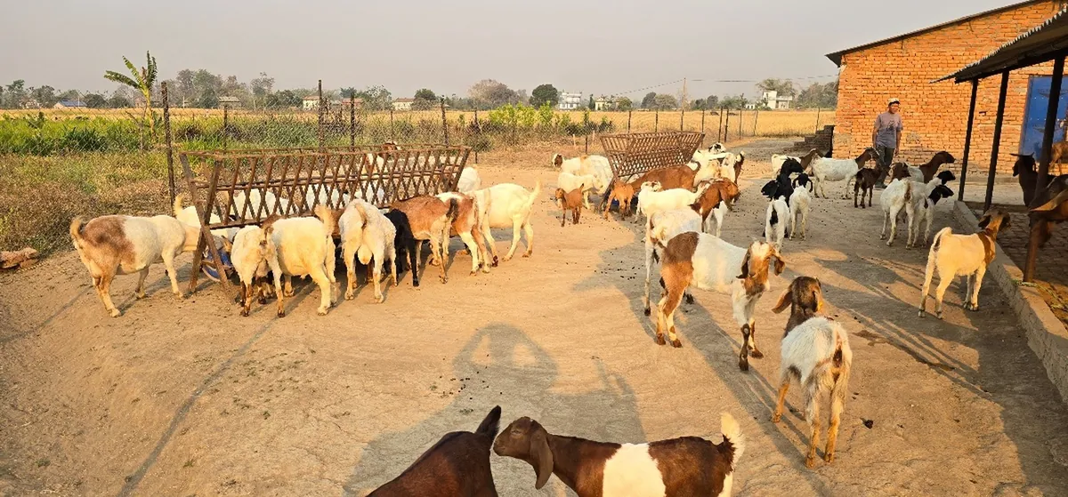 सरकारले यस वर्षको दसैँमा खसीबोका नबेच्ने भएको छ। खाद्य व्यवस्था तथा व्यापार कम्पनीले च्याङ्ग्रा पनि ल्याउने छैन। उपभोक्तालाई राहत दिन सुपथ मूल्य पसल भने खुल्नेछ।