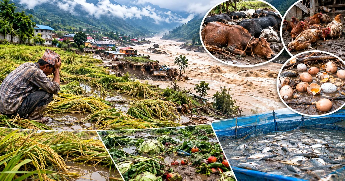 भोटेकोशी बाढीले कृषि क्षेत्रमा सवा तीन अर्बको क्षति, राहत प्याकेज प्रस्ताव