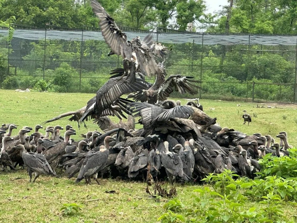 नेपालमा गिद्धको सङ्ख्या बढ्न थालेको छ। दक्षिण एसियामै नेपालले ऐतिहासिक सफलता पाएको हो। बासस्थान संरक्षण र सुरक्षित आहारले सङ्ख्या बढेको छ।
