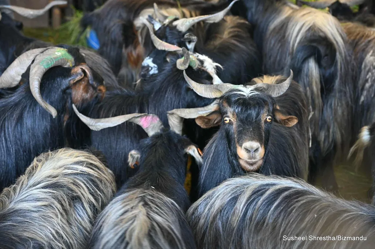 यस दसैँमा खाद्य कम्पनीले खसी–च्याङ्ग्रा नबेच्ने, उपत्यकामा ठूलो माग