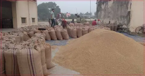 चालु आर्थिक वर्षमा ६७ करोड ५० लाखको १५ हजार मेट्रिक टन धान खरिद गरिने