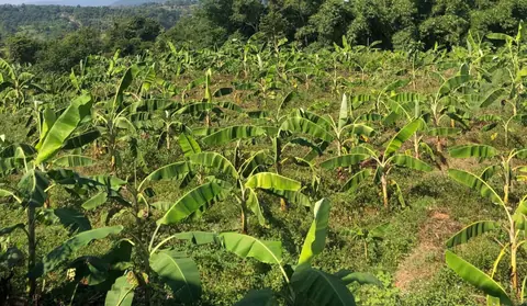 स्याङ्जाका किसानलाई केरा खेतीबाट वार्षिक ११ लाख आम्दानी