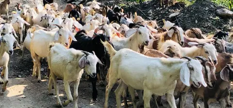 गुल्मीमा खसीबोका बिक्रीबाट वार्षिक करिब एक अर्बको कारोबार