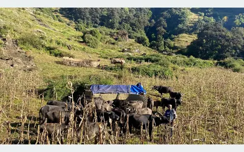 चिसो बढेसँगै म्याग्दीका घुम्ती गोठ लेकबाट बेँसीतिर
