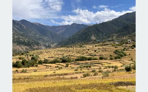 जुम्लामा मार्सी धान काट्न किसान व्यस्त