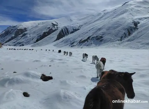 हुम्लाको लिमीमा हिउँमा झन्डै एक महिना अड्किएका करिब २०० चौपाया उद्धार
