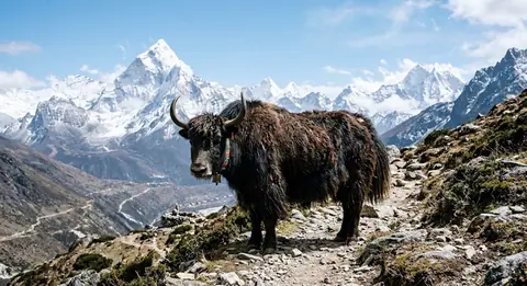 नेपाल, भुटान र भारतका याकपालकको साझा सञ्जाल बन्दै