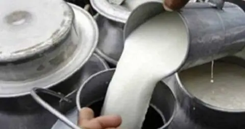 दाङका दुग्ध किसानले लागतअनुसार मूल्य पाएनन्