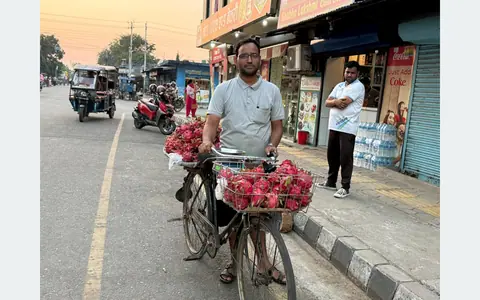 कञ्चनपुरमा साइकलमा ड्रागन फ्रुट बेचेर स्वरोजगारको सन्देश