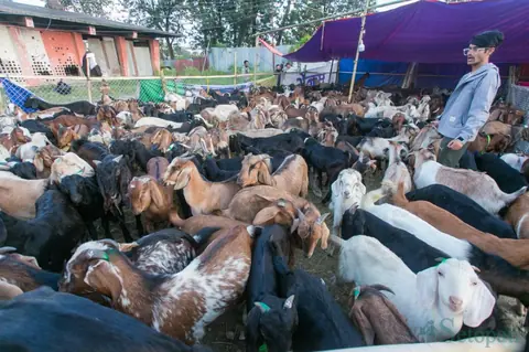 दसैँमा उपत्यकामा खसीको मासु प्रतिकिलो २ हजार पुग्यो, किसानले भने उचित मूल्य पाएनन्