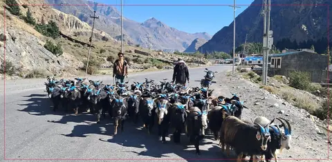 दसैँमा मुस्ताङ हुँदै ३५ करोड रुपैयाँ बराबरका भेडा–च्याङ्ग्रा निकासी