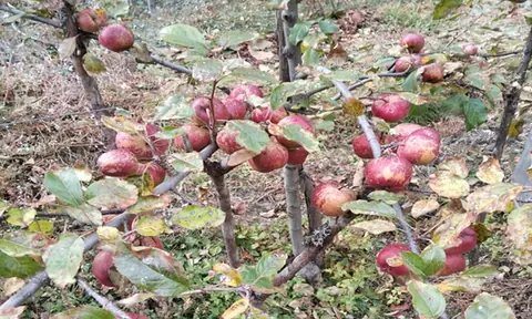 बेनी–जोमसोम सडक अवरुद्ध, मुस्ताङको स्याउ बिक्री सुस्त