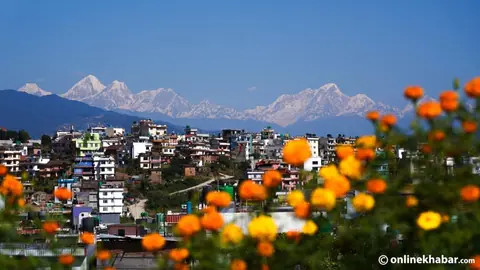 तिहार नजिकिँदै: सयपत्री फुल्यो, तनहुँका महिलाको १० लाखको फूल बेच्ने लक्ष्य