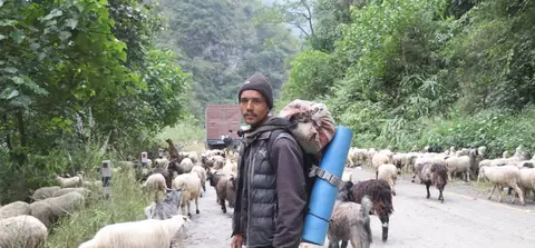 भेडाच्याङ्ग्रा बेच्न मुगुबाट ३६ दिन पैदल हिँडेका किसान म्याग्दी आइपुगे, बजारको चिन्ता