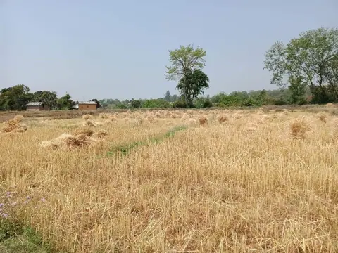 सरकारले तोक्यो गहुँको न्यूनतम समर्थन मूल्य