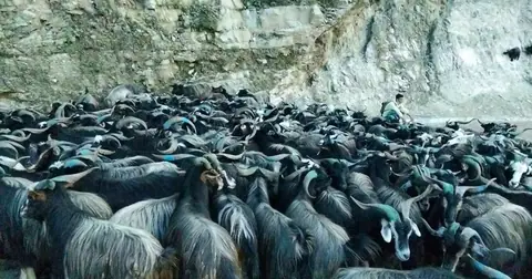 दसैँका लागि पोखरामा १४ हजार ८०० भेडाच्याङ्ग्रा भित्रिए, हाटबजारबाट बिक्री