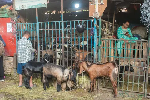 दसैँ लक्षित च्याङ्ग्रा–खसी बजार: तिब्बती भेडाच्याङ्ग्राको माग घट्यो