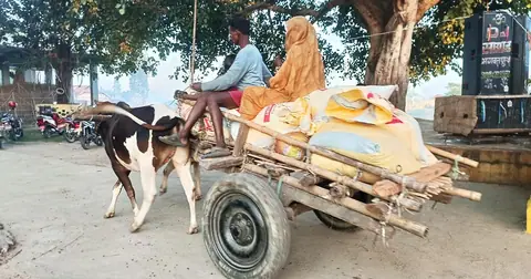Villages in Madhesh still rely on ox-carts to carry in harvests