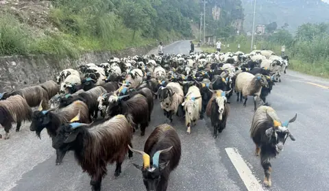 दसैँमा मुस्ताङबाट ३६ करोडभन्दा बढीका भेडाच्याङ्ग्रा बिक्री