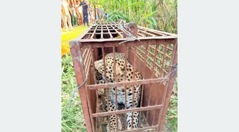 बर्दियाको राजापुरमा मान्छे मार्ने चितुवा नियन्त्रणमा