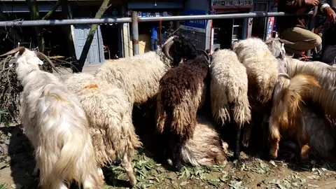 जनकपुरधामको राजदेवी मन्दिरमा महाअष्टमीमा १४ हजार ८९१ बोका बलि