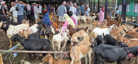 Dharan records 262.5 million rupees in goat and buck trade this Dashain