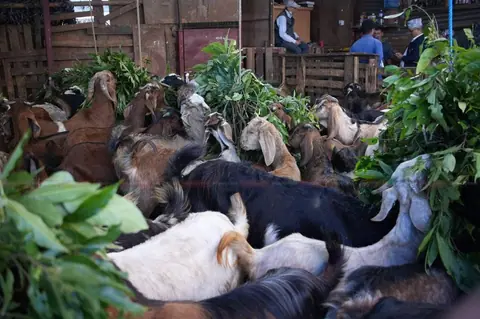 चितवनमा दसैँमा ३० करोड रुपैयाँभन्दा बढीको खसीबोका कारोबार हुने अनुमान