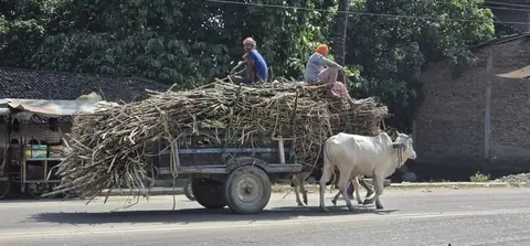 उखुको समर्थन मूल्य तोक्न ढिलाइ, किसान सस्तोमा बेच्न बाध्य