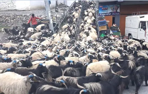 दसैँका लागि मुस्ताङबाट साढे १२ हजार च्याङ्ग्रा बजारमा