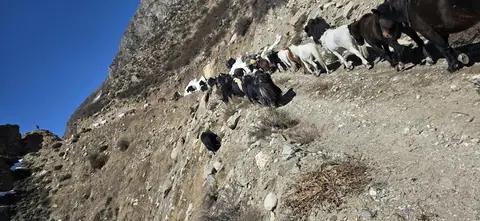 हिउँले घाँस नष्ट, हुम्लाको लिमीमा छ महिना पशु पाल्ने चिन्ता