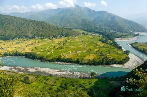 दसैँसँगै धान भित्र्याउन किसानलाई चटारो: रामेछाप र गुल्मीका फाँट पहेँलपुर