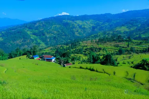 दसैँपछि धान र वर्षे बाली भित्र्याउन किसानलाई चटारो