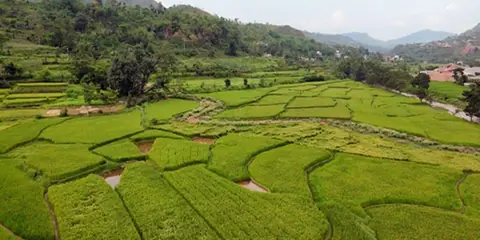 तनहुँमा कृषि आधुनिकीकरण कार्यक्रमका जोनमार्फत तरकारी र धान खेतीको क्षेत्रफल बढ्दै