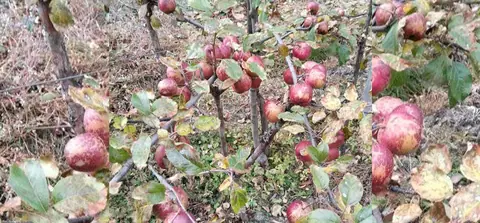 सडक अवरुद्ध हुँदा मुस्ताङका स्याउ बोटमै कुहिँदै, किसान मर्कामा