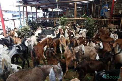 काठमाडौँ भित्रिए खसीबोका र च्याङ्ग्रा, बजारमा चहलपहल कम