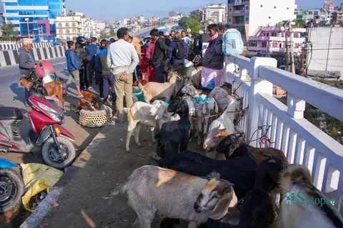 कलंकीमा खसी, बोका र च्याङ्ग्राको किनबेच सुरु