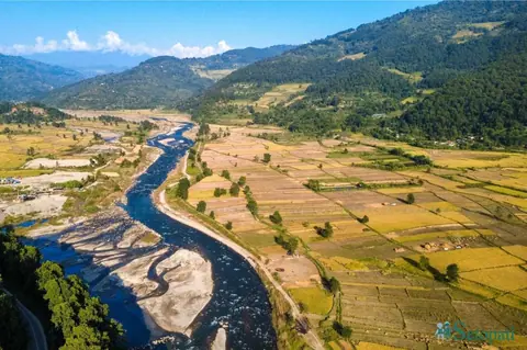 धान पाक्यो, चक्रवातको चेतावनीले काट्ने कि नकाट्ने दुविधामा किसान