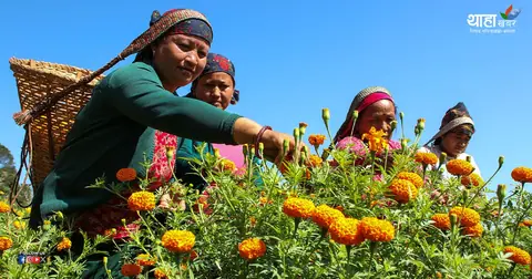 तिहारअघि नै फुलेको सयपत्रीले किसान चिन्तित