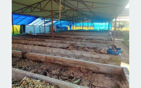 रासायनिक मलको अभावमा स्याङ्जाका किसान गड्यौले मलतर्फ