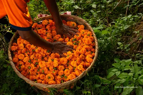 Jhapa flower farmers demand administration halt flower imports from India