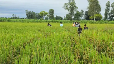 Body of boy, 7, missing for 10 days in Dhanusha found in paddy field
