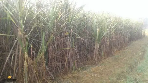 भारतबाट उखुका चार उन्नत जात भित्र्याइयो