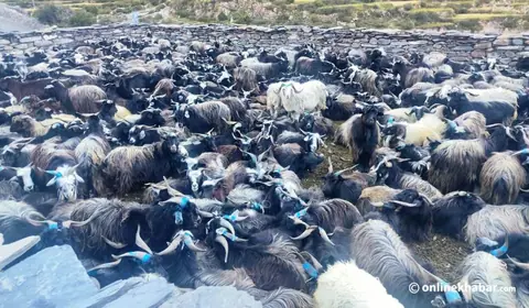 बागलुङ बजारमा दसैँका लागि मुस्ताङी च्याङ्ग्रा महँगियो, माग भने बढ्दो