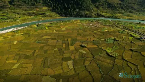 मार्सी धान पाक्न लागेपछि जुम्लाका फाँट सुनौला