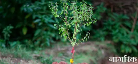 आश्विन शुक्ल पूर्णिमासँगै आजदेखि कात्तिक स्नान, आकाशदीपदान र तुलसी पूजा सुरु