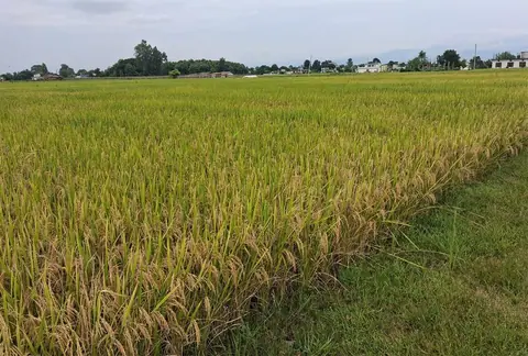 काट्न तयार धानमा कीराको प्रकोप, वर्षाको पूर्वानुमानले किसान चिन्तित