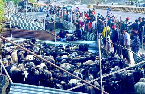 नाका बन्द हुँदा दसैँ मासु बजारमा मूल्य बढ्ने चिन्ता, पोखरामा च्याङ्ग्रा बिक्री सुरु