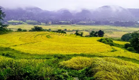 असोजको भारी वर्षाले धानबालीमा करिब २ करोडको नोक्सानी